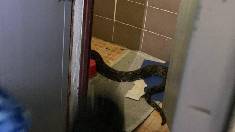 5m Python Found Hanging from Ceiling in Taiping